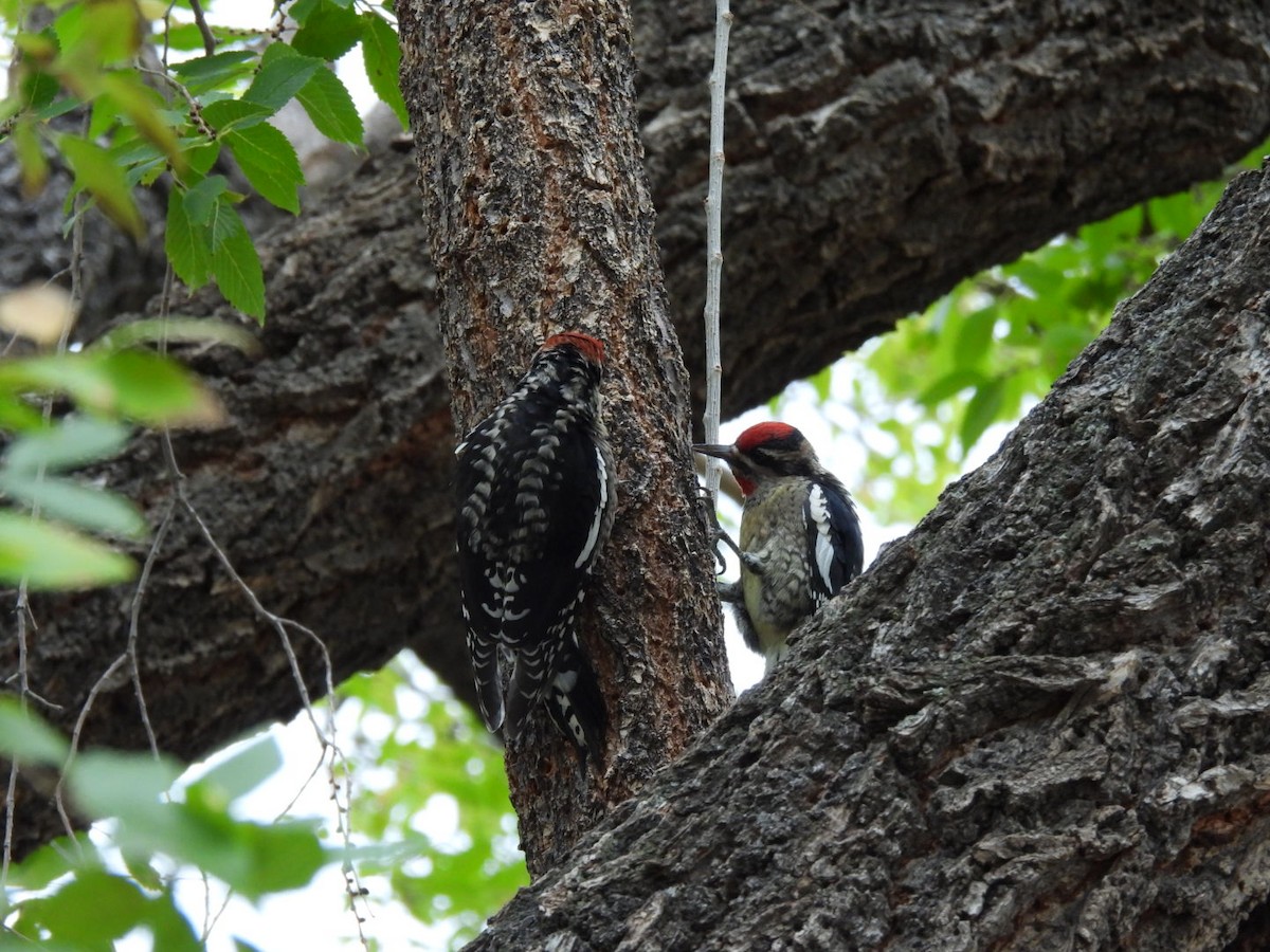 Red-naped Sapsucker - ML643521417