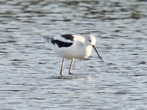 American Avocet - ML643521430