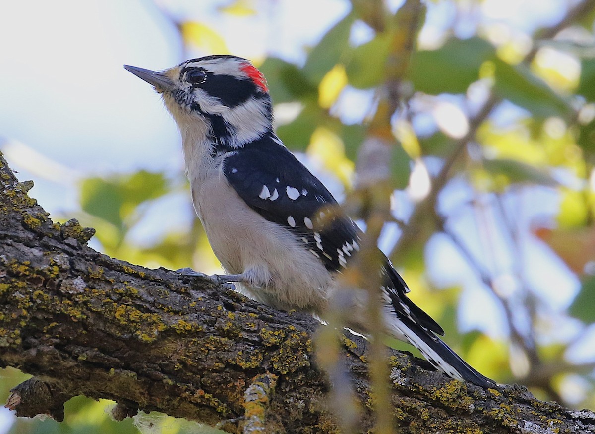 Downy Woodpecker - ML643521434