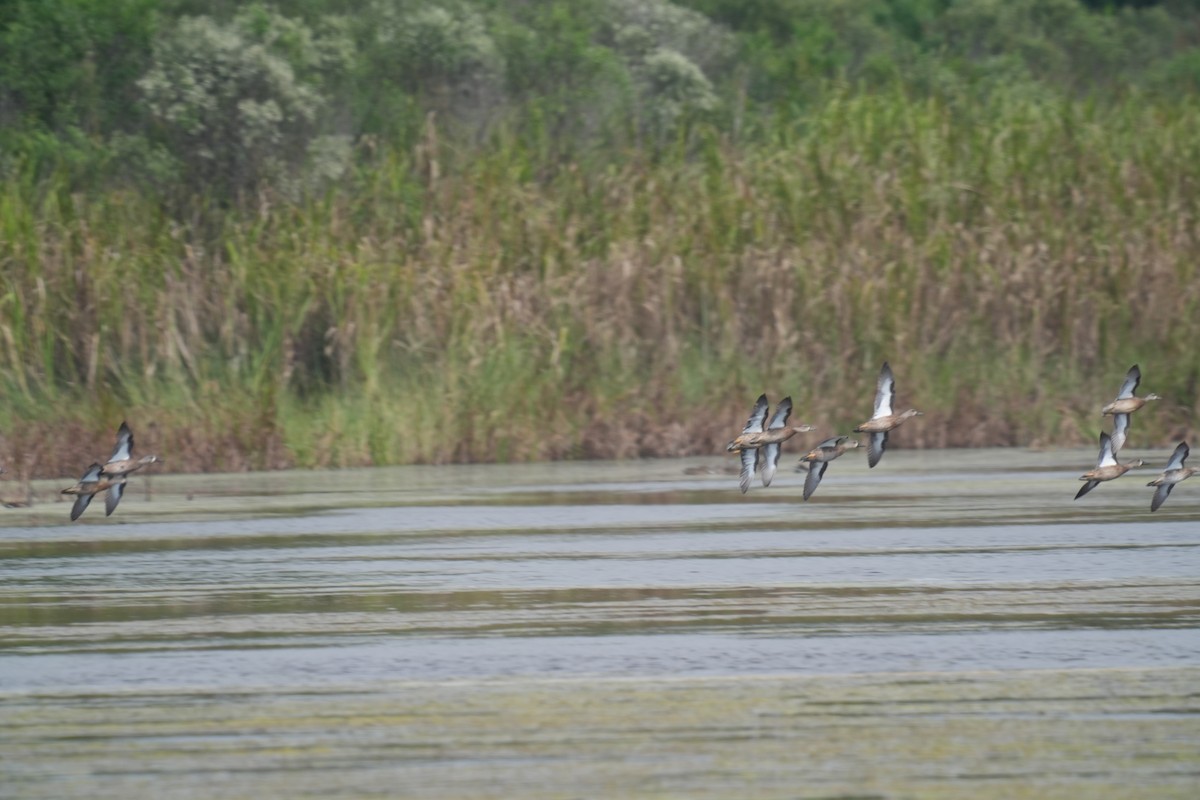 Blue-winged Teal - ML643521435
