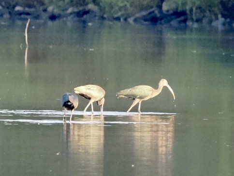 White-faced Ibis - ML643521440