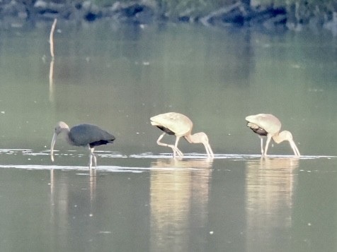 White-faced Ibis - ML643521441