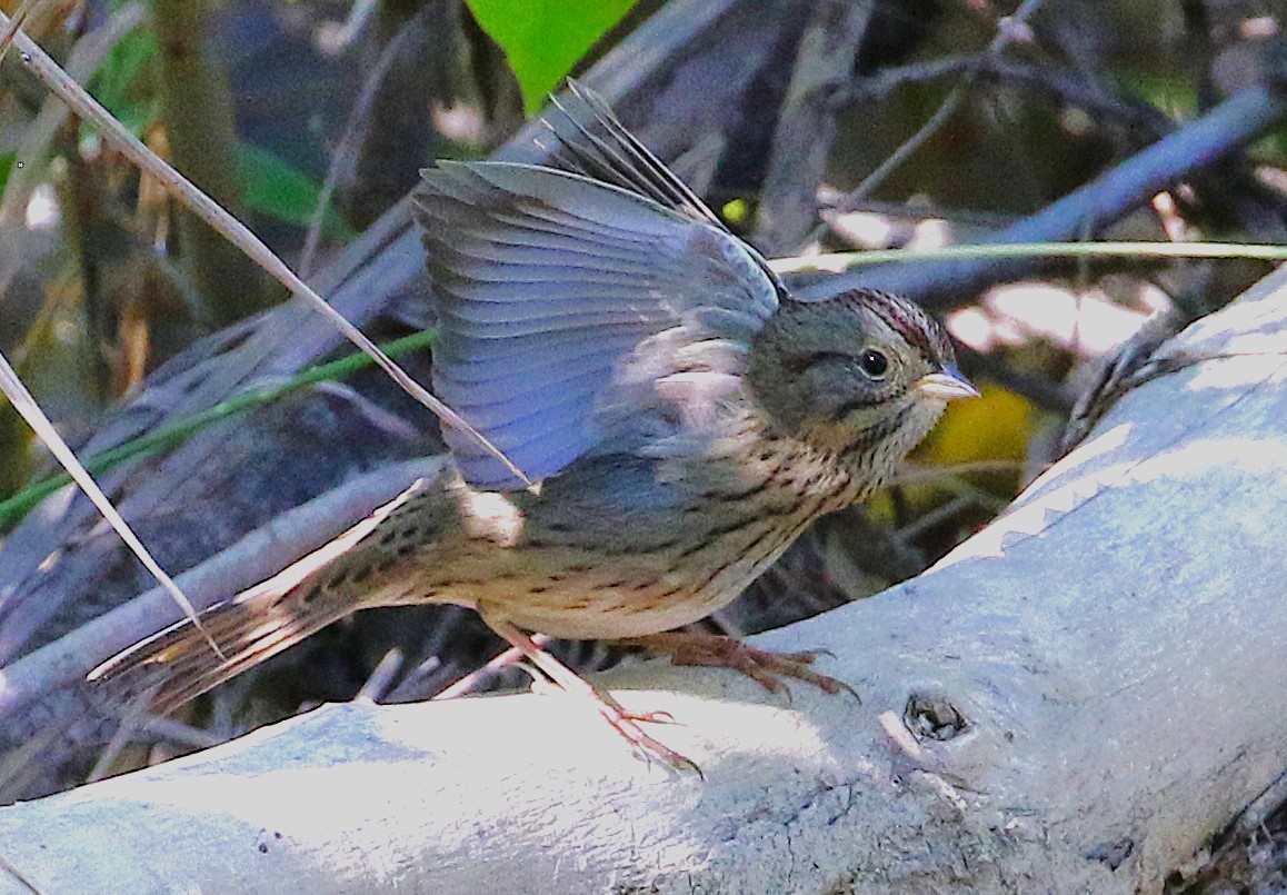 Lincoln's Sparrow - ML643521442