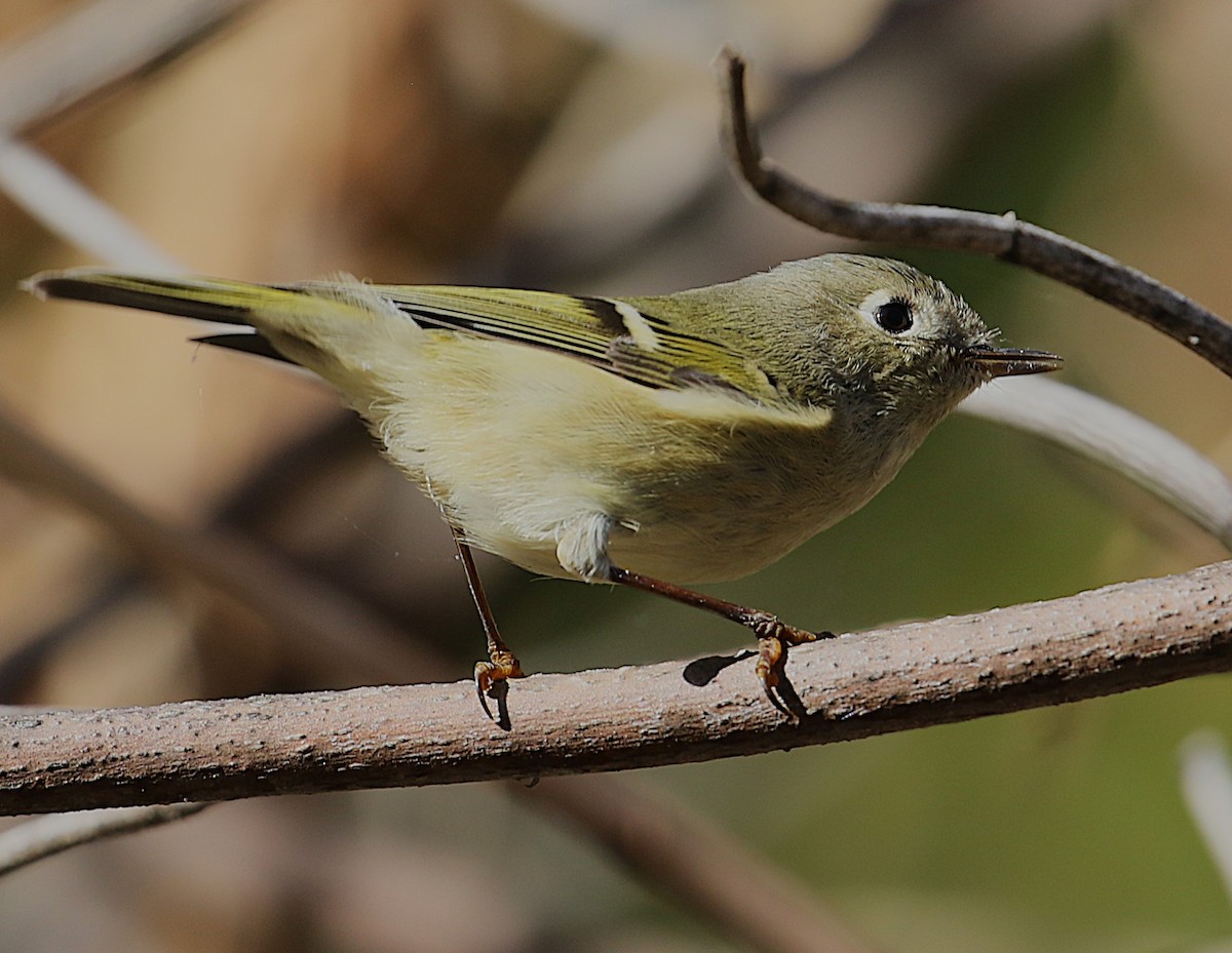 Ruby-crowned Kinglet - ML643521451