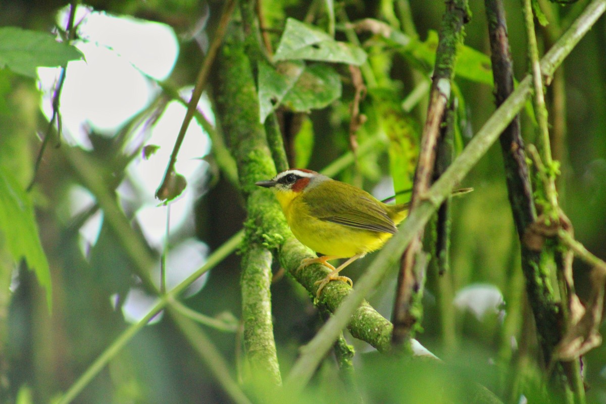 Chestnut-capped Warbler - ML643521452