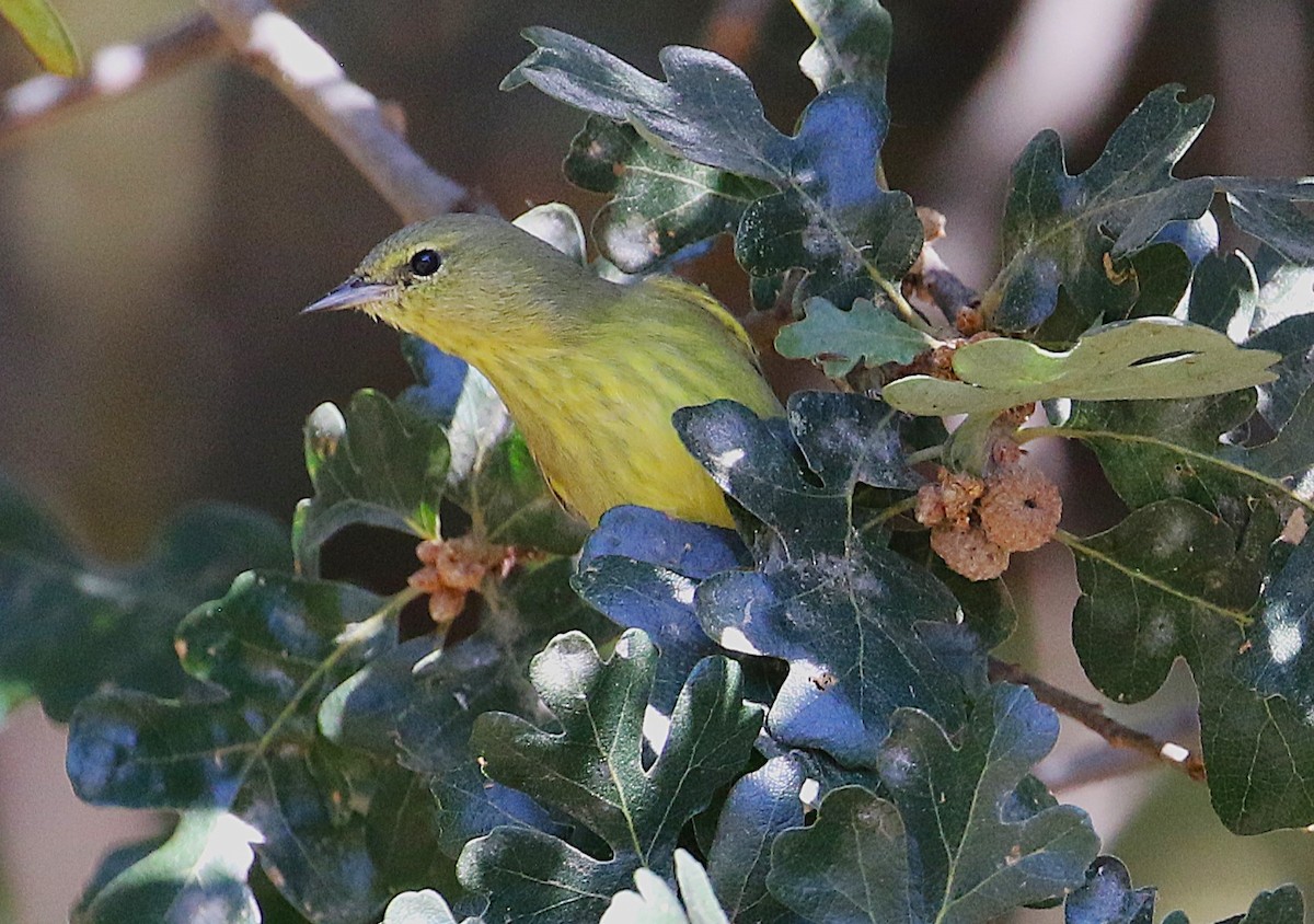 Orange-crowned Warbler - ML643521458