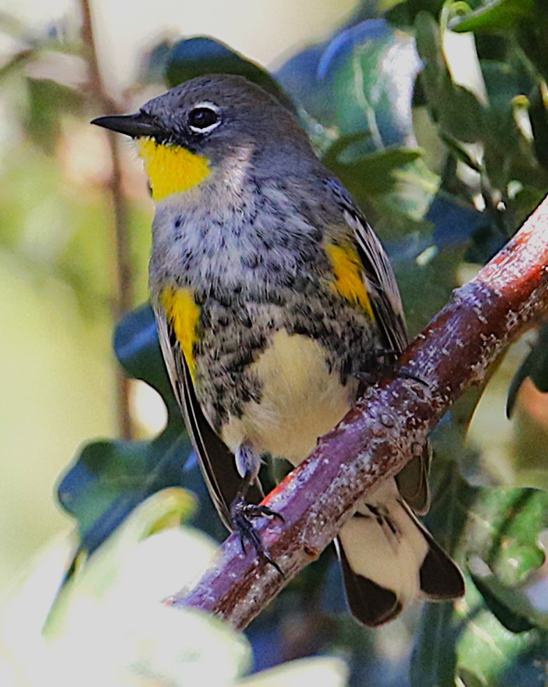 Yellow-rumped Warbler (Audubon's) - ML643521465