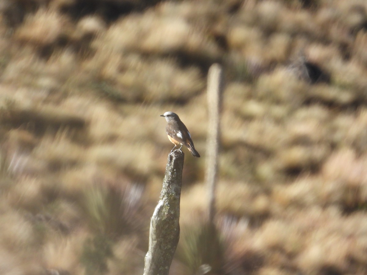 Red-rumped Bush-Tyrant - ML643521470