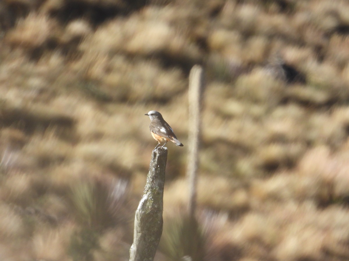 Red-rumped Bush-Tyrant - ML643521471