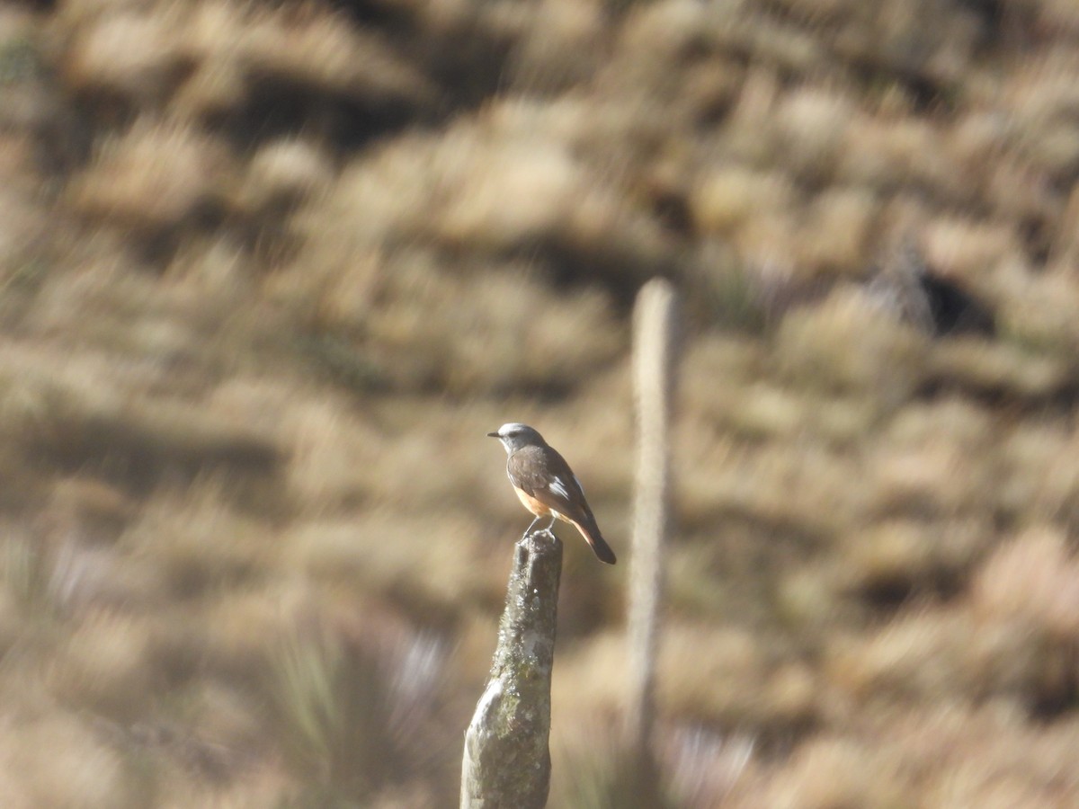 Red-rumped Bush-Tyrant - ML643521472