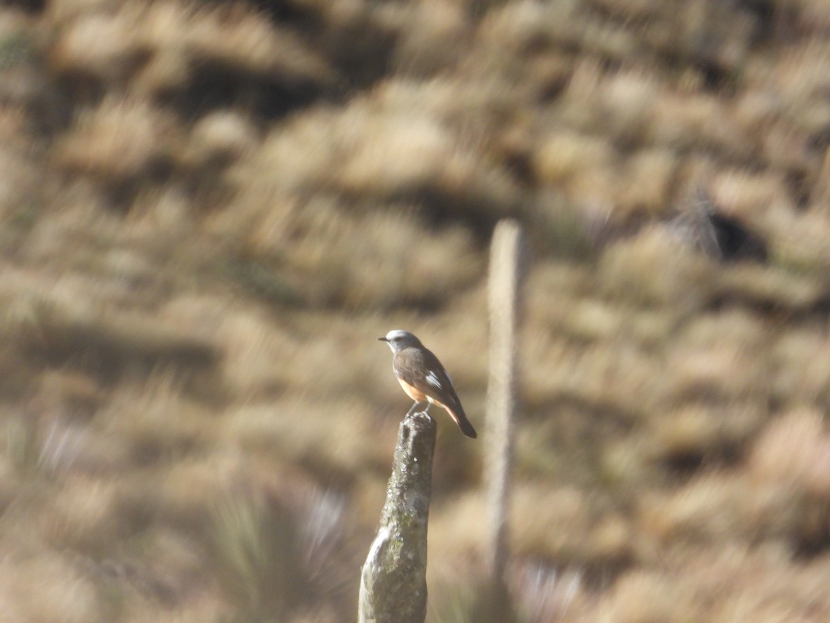 Red-rumped Bush-Tyrant - ML643521473