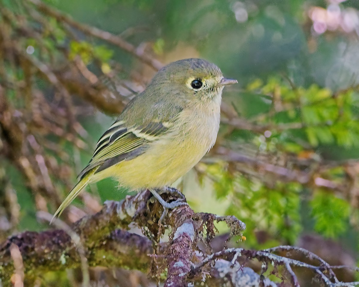 Hutton's Vireo - ML643521481