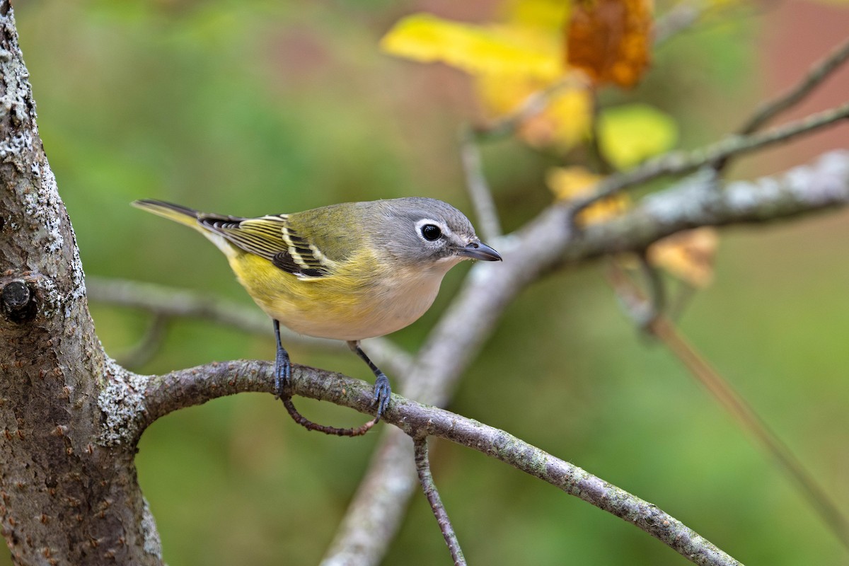 Blue-headed Vireo - ML643521482