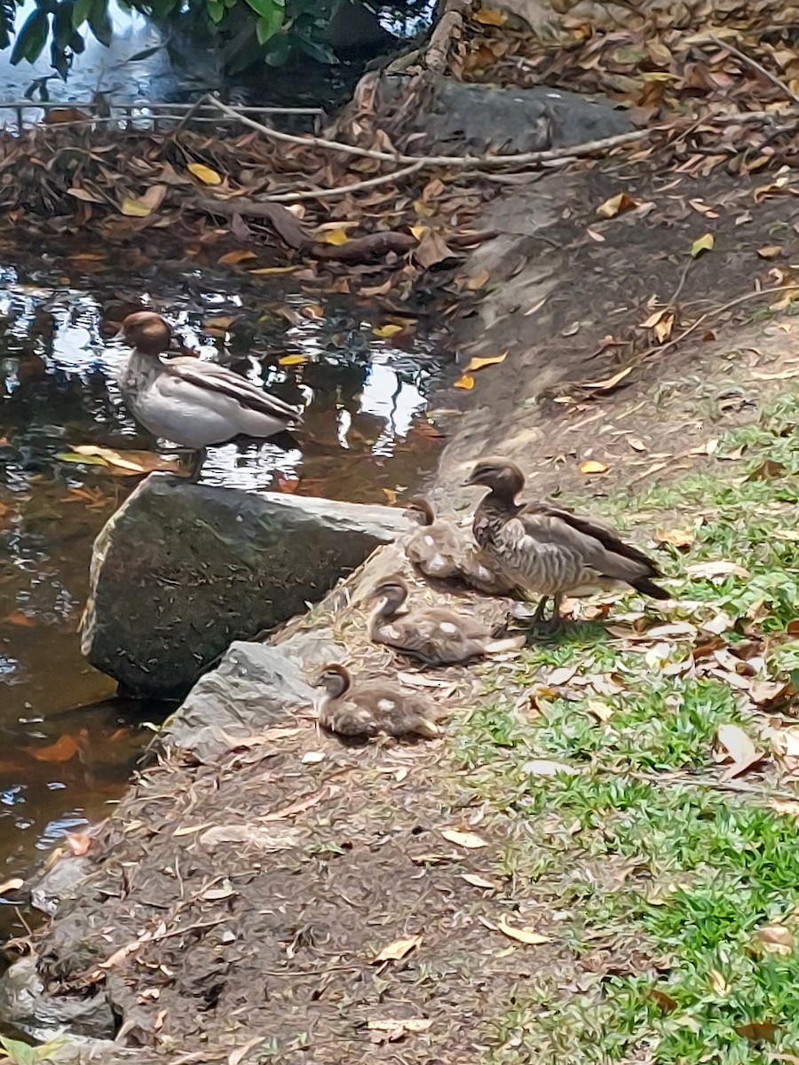 Canard à crinière - ML643521490