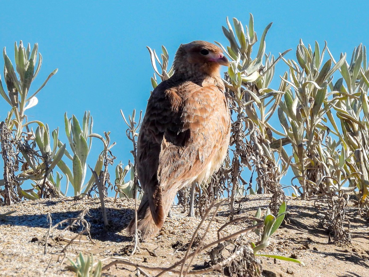 Caracara chimango - ML643521503