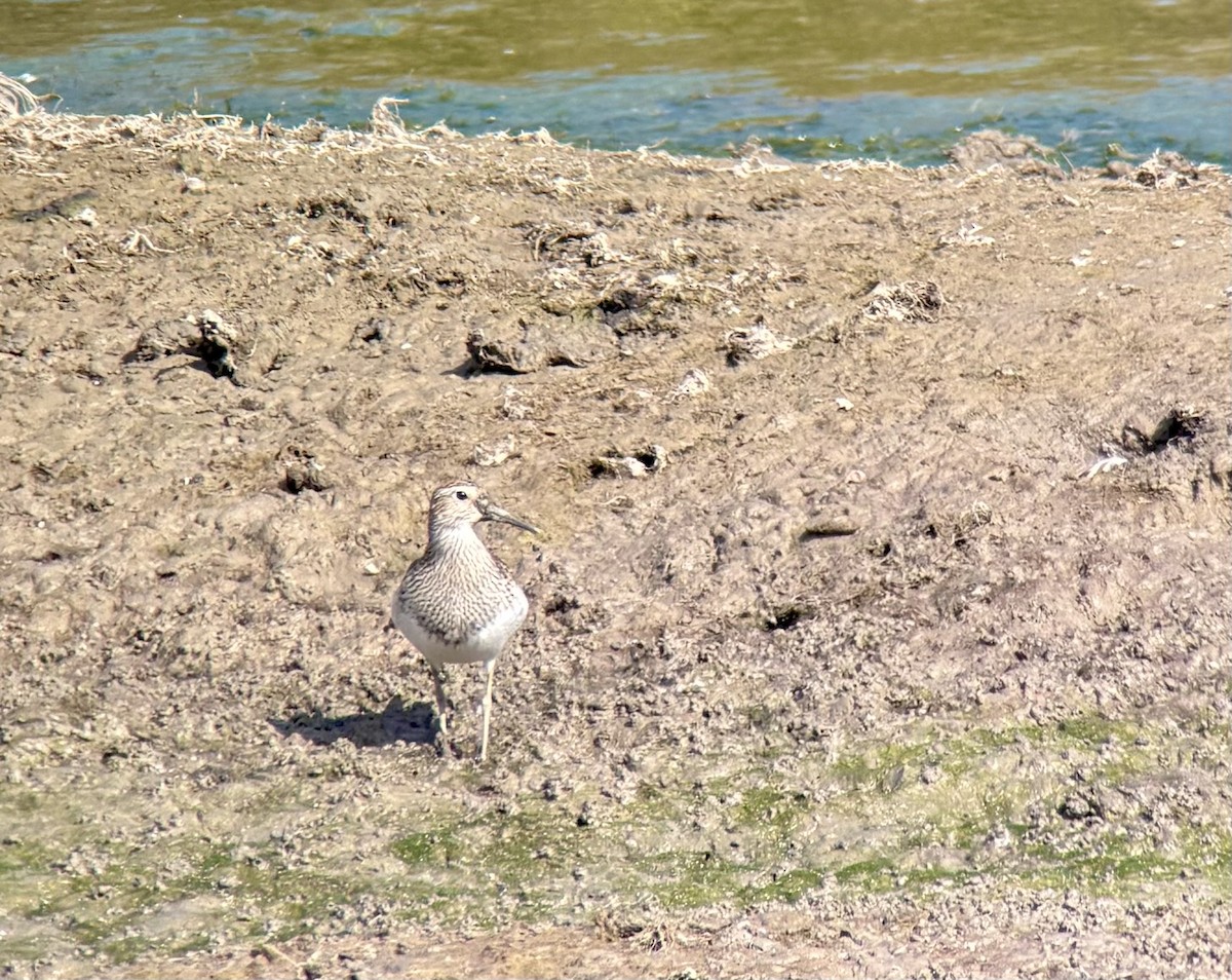 Bécasseau à poitrine cendrée - ML643521530