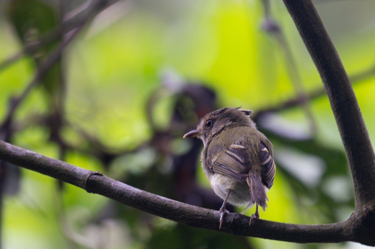 toppalvetyrann - ML643521532