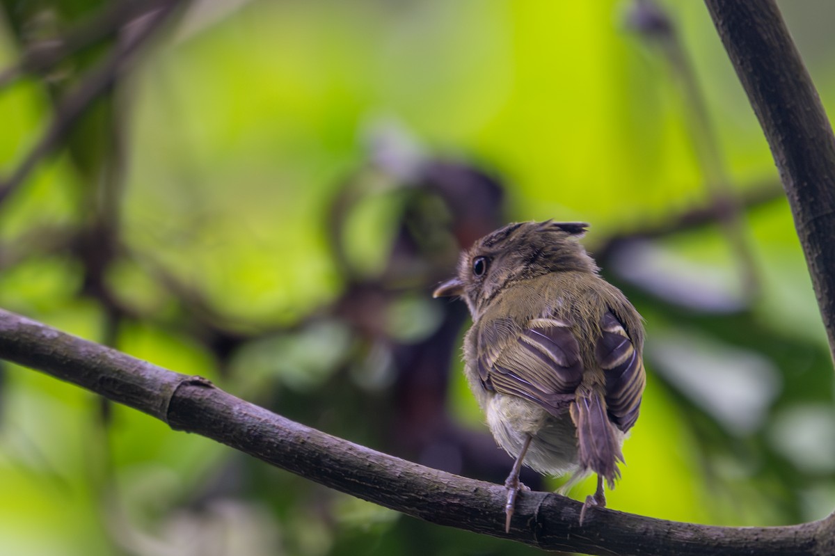 toppalvetyrann - ML643521533