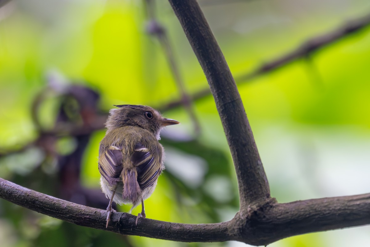 toppalvetyrann - ML643521534