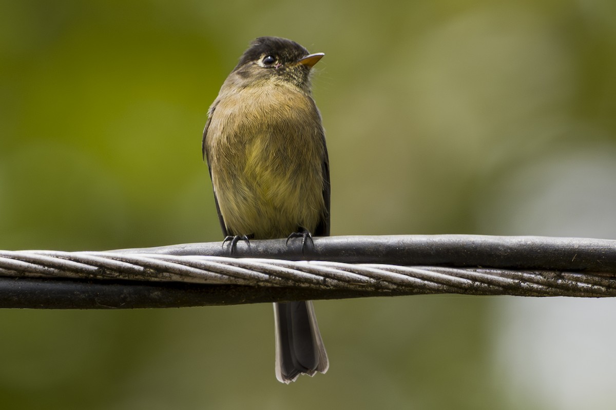 Black-capped Flycatcher - ML643521548