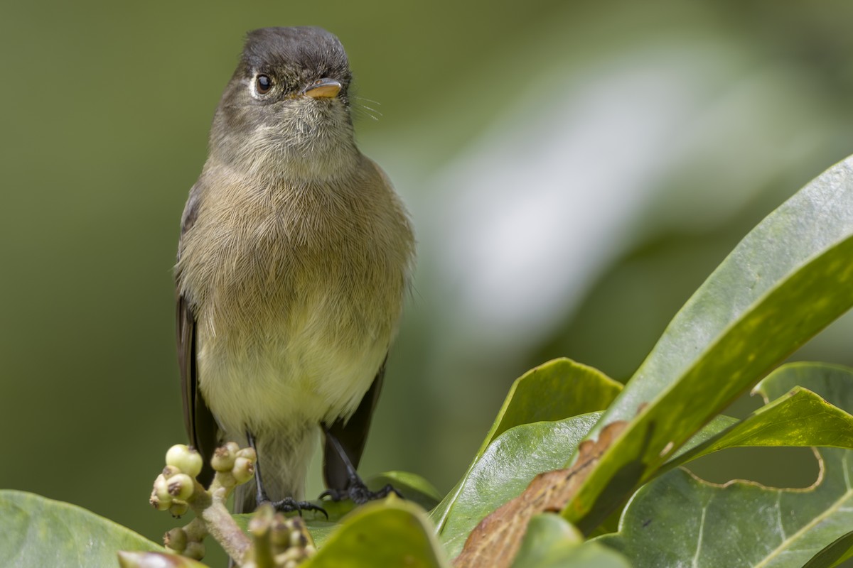 Black-capped Flycatcher - ML643521549