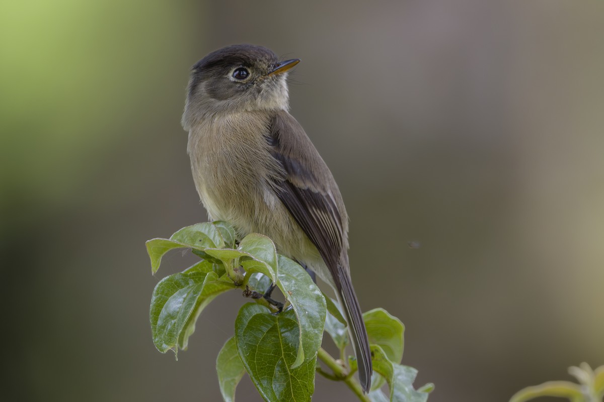 Black-capped Flycatcher - ML643521550