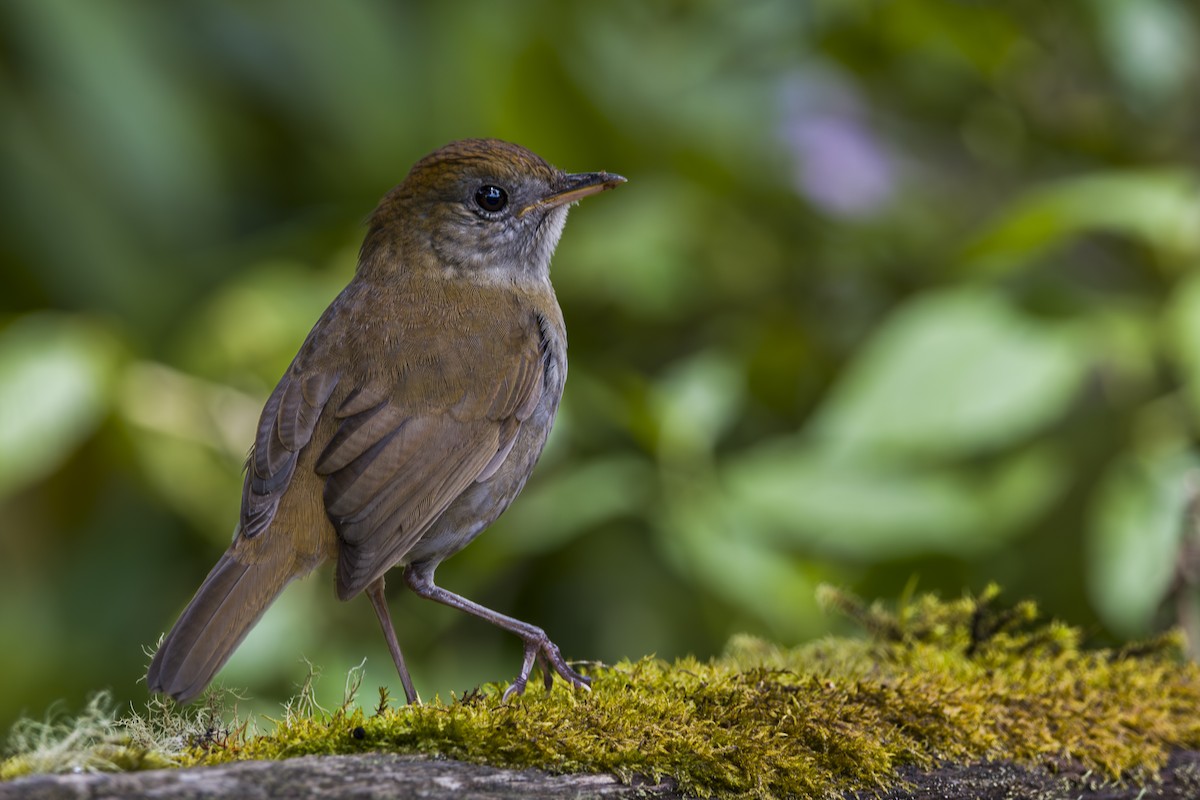 Рыжеголовый соловьиный дрозд - ML643521556