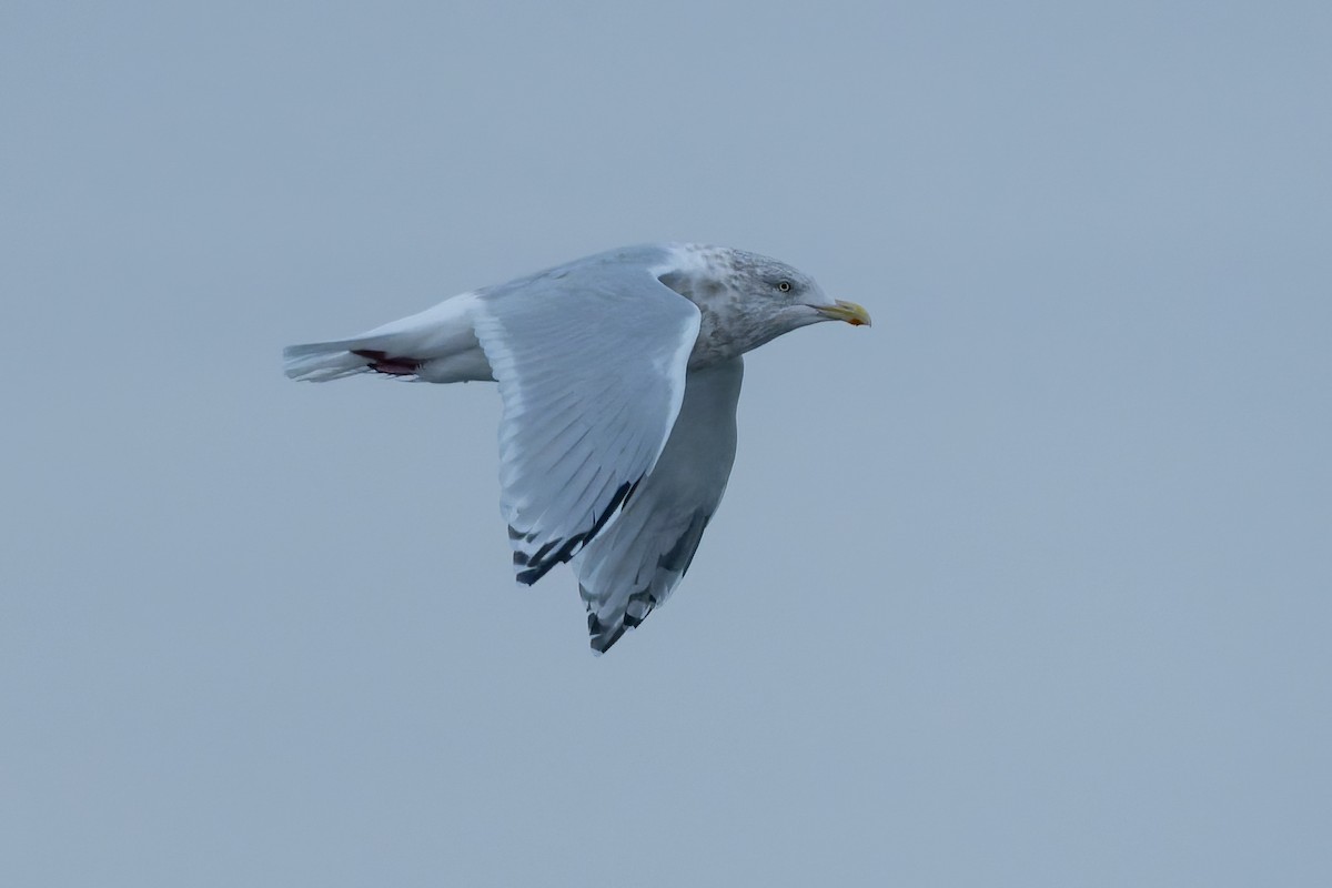 gull sp. - ML643521558