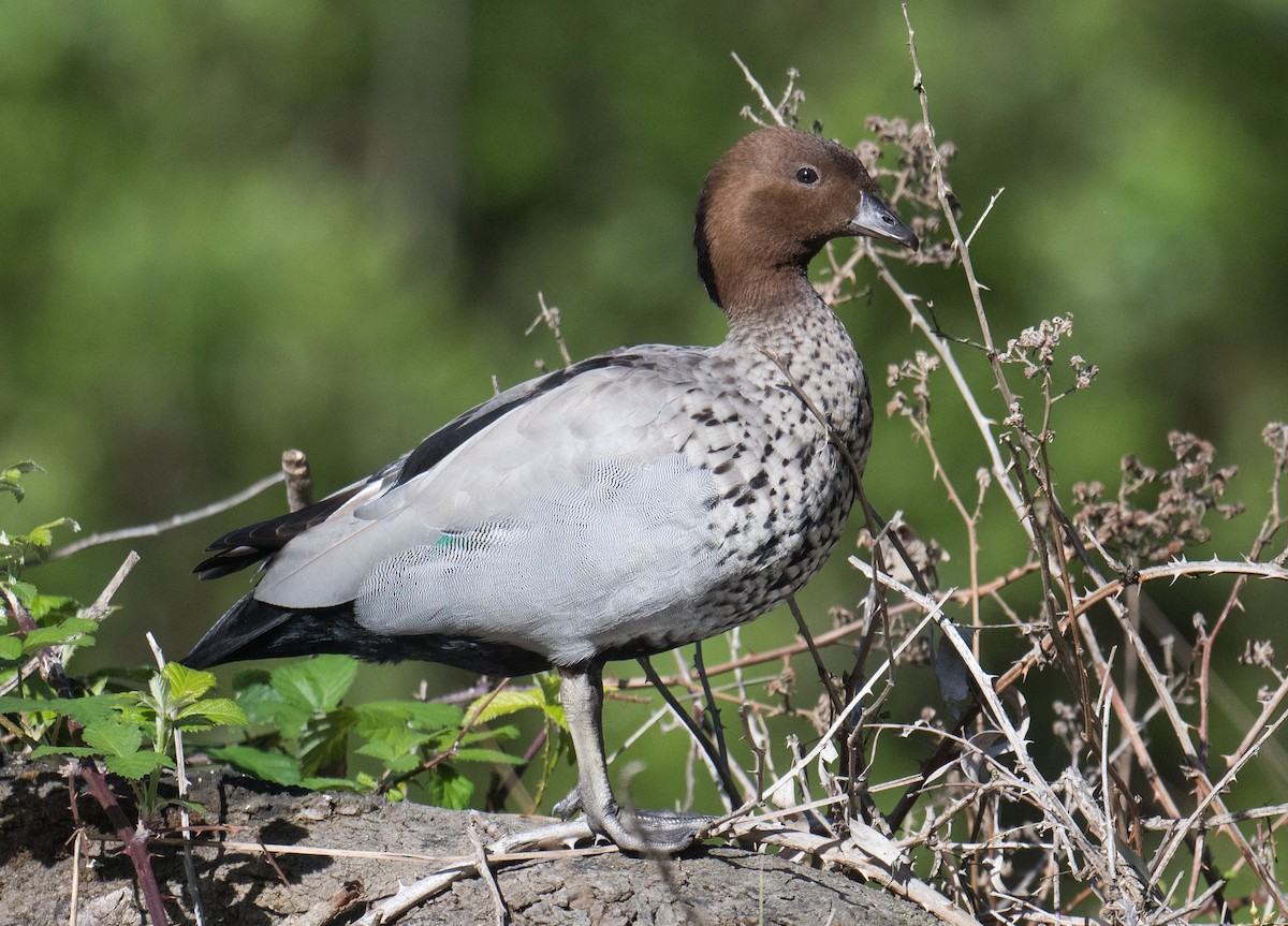 Yeleli Ördek - ML643521598
