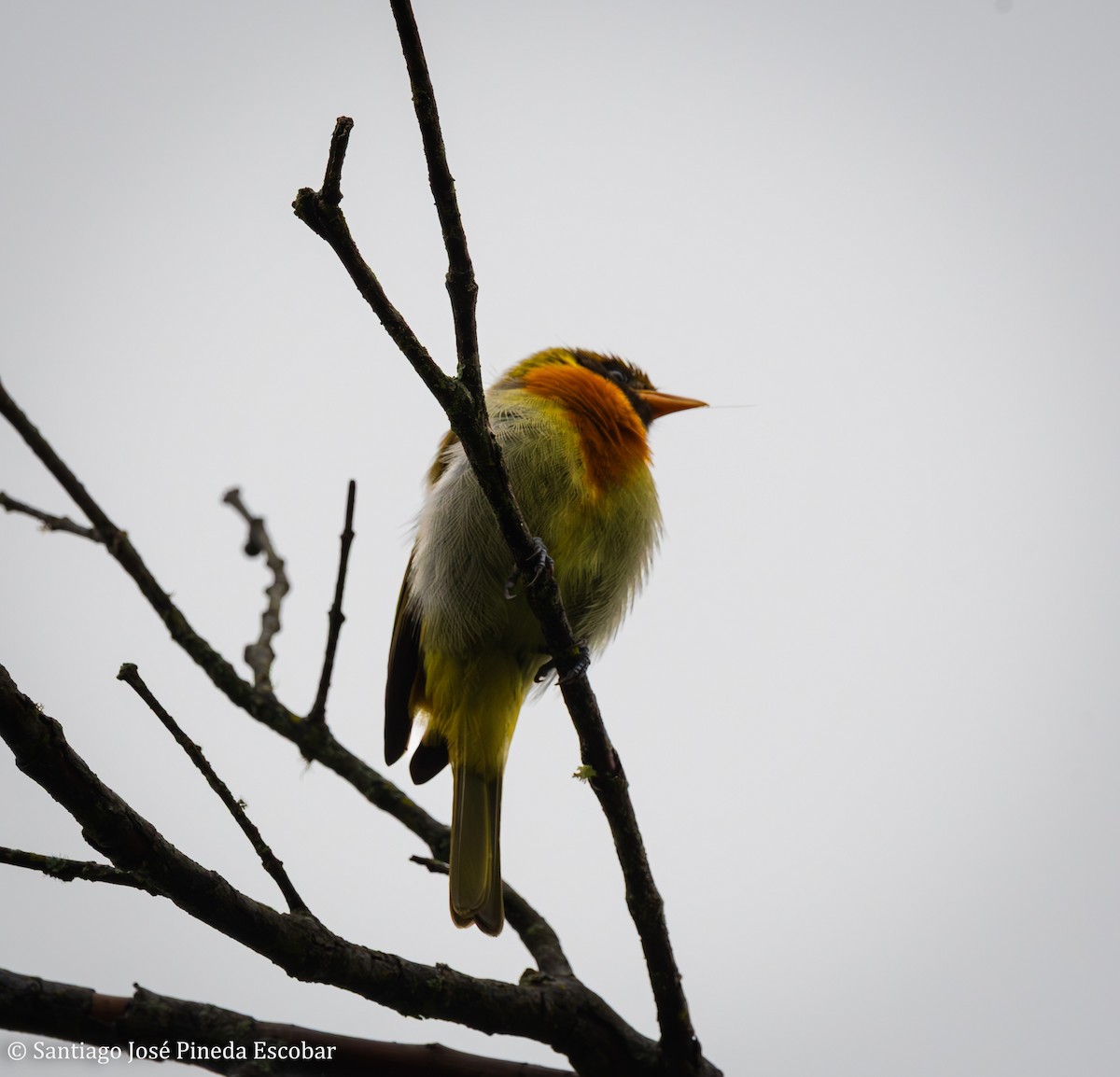 Guira Tanager - ML643521608
