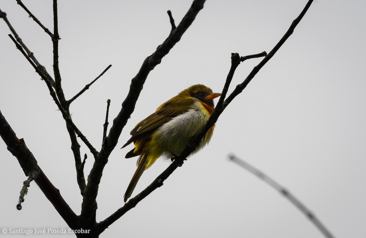 Guira Tanager - ML643521609