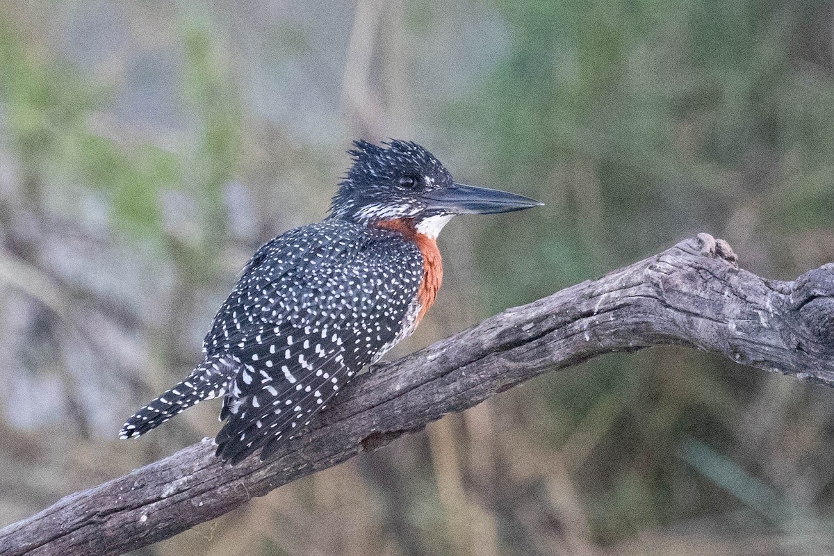 Giant Kingfisher - ML643521610