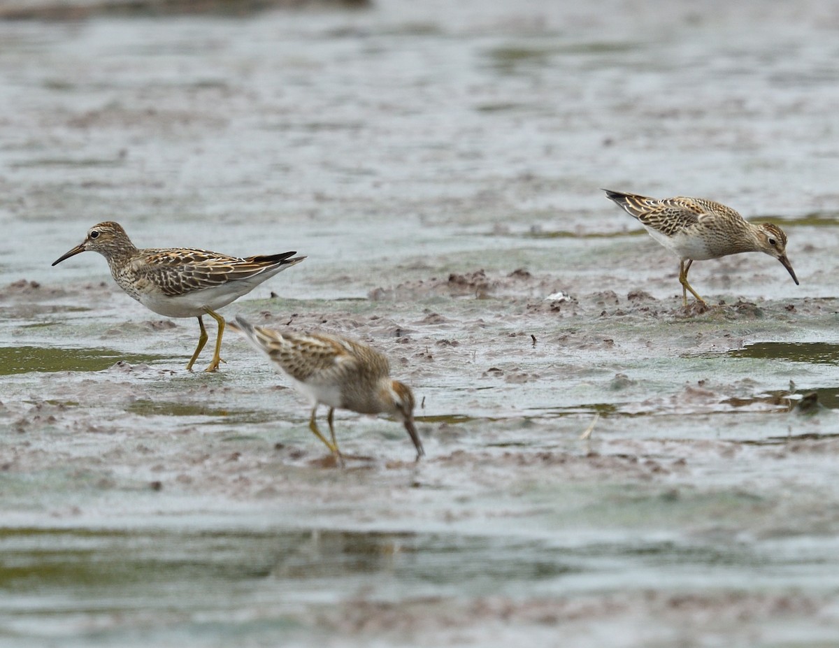 Pectoral Sandpiper - ML643521616