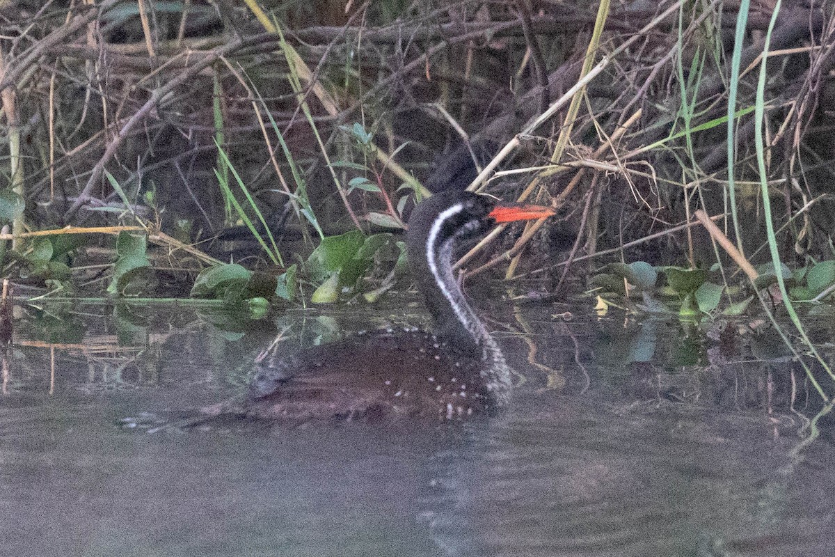 African Finfoot - ML643521620