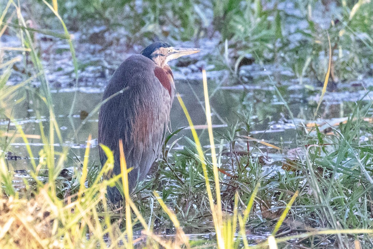 紫鷺 - ML643521623