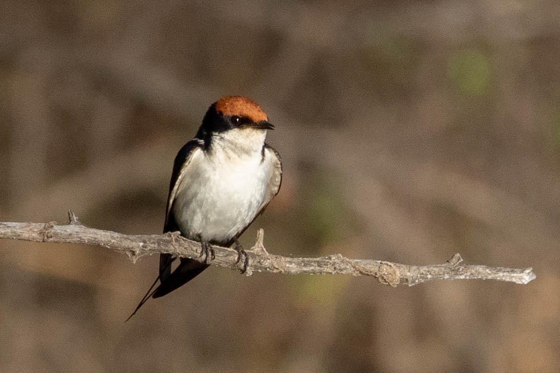 Wire-tailed Swallow - ML643521634