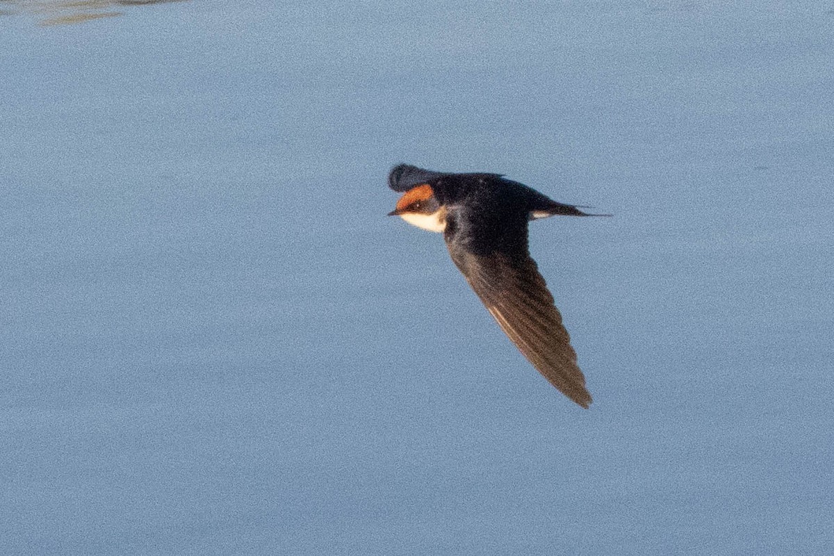 Wire-tailed Swallow - ML643521635