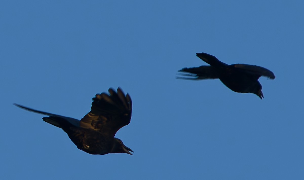 American Crow - ML643521640