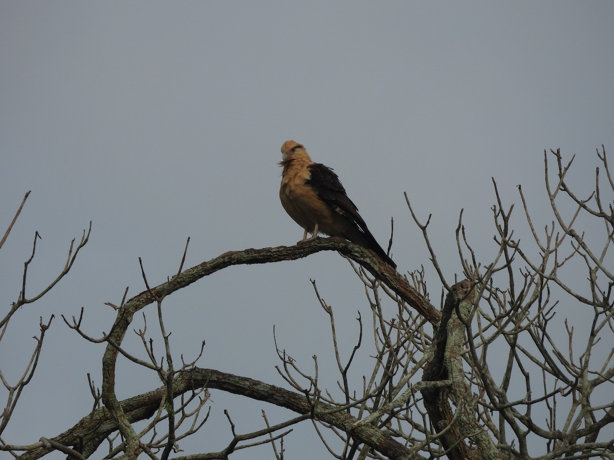 Yellow-headed Caracara - ML643521643