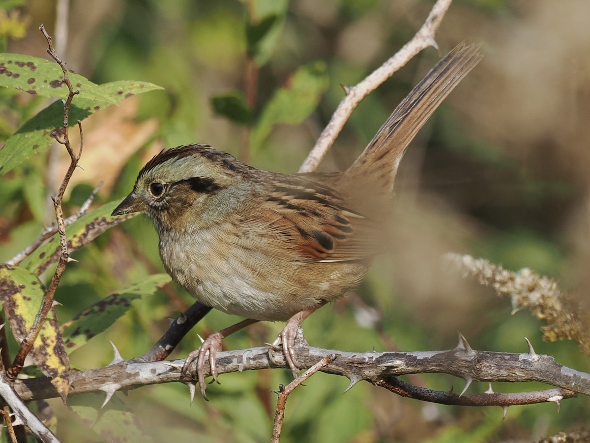 Swamp Sparrow - ML643521657