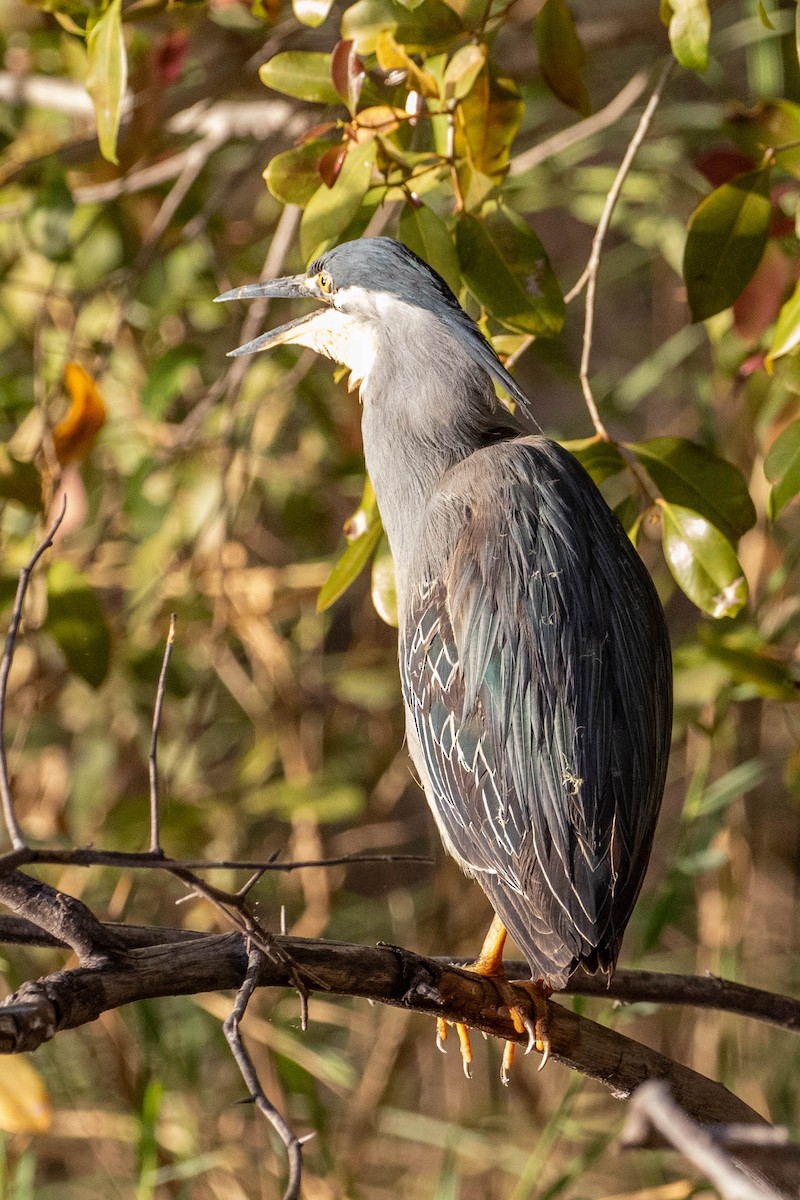 Striated Heron (Old World) - ML643521666