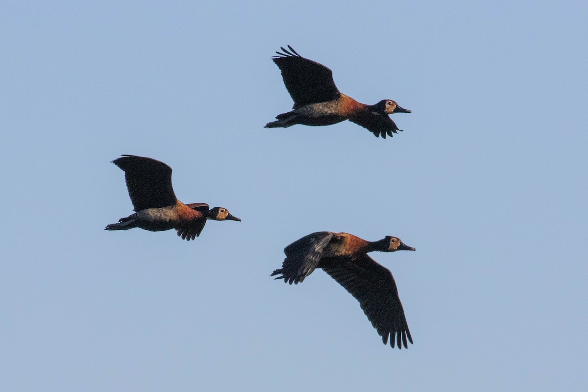 White-faced Whistling-Duck - ML643521670