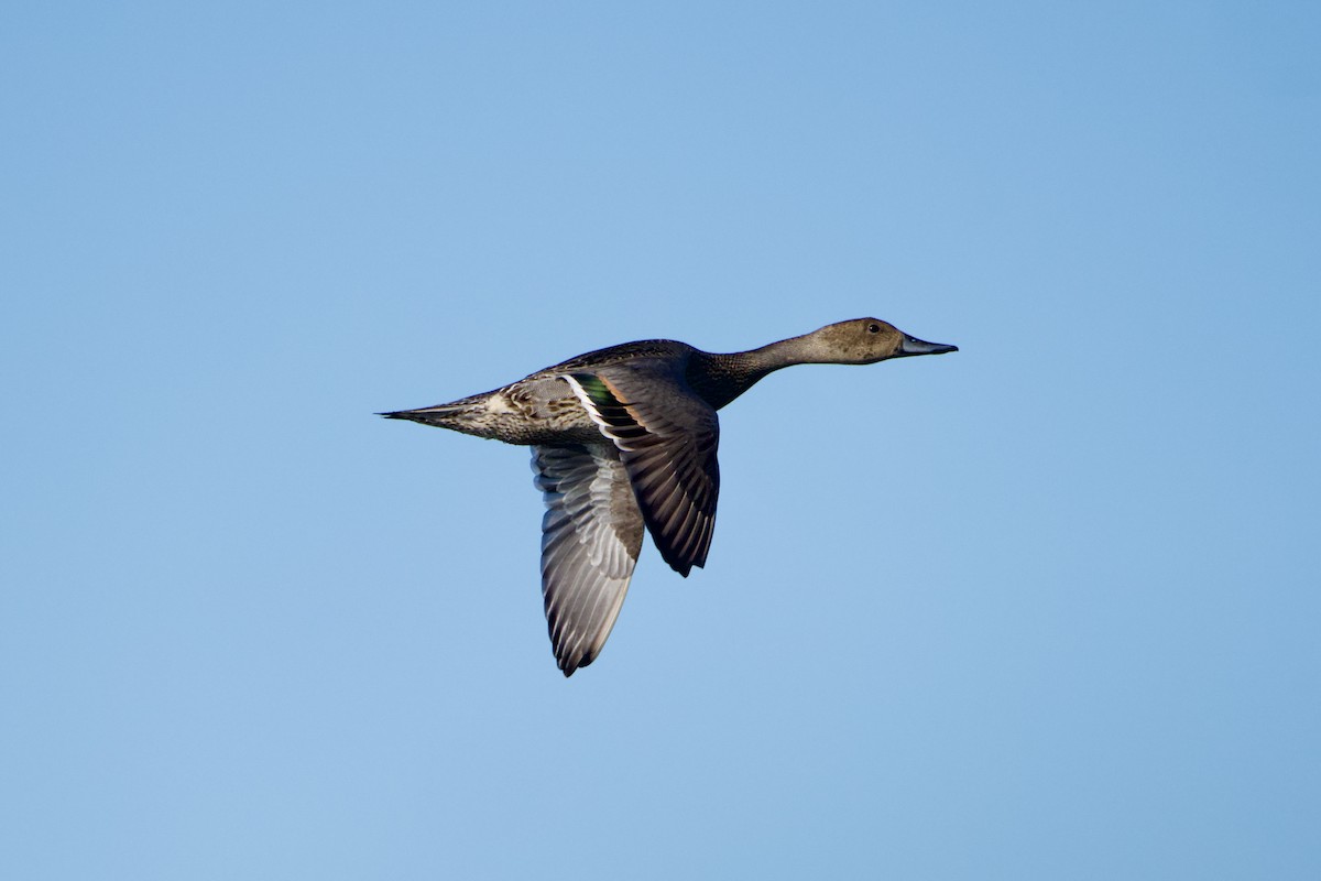 Northern Pintail - ML643521671