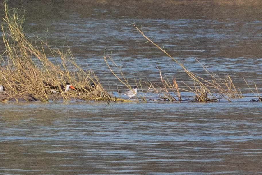 Whiskered Tern - ML643521746
