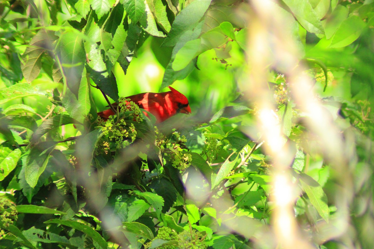 Northern Cardinal - ML643521757