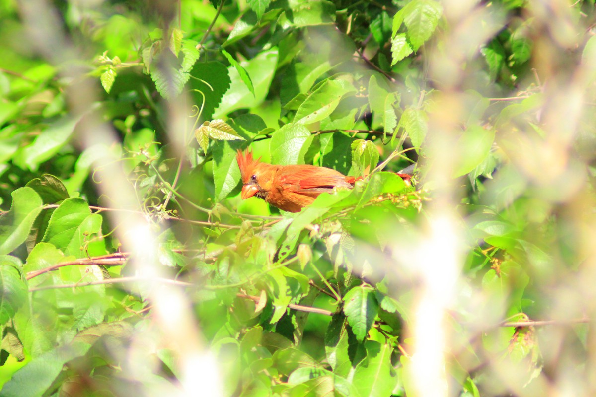Northern Cardinal - ML643521758
