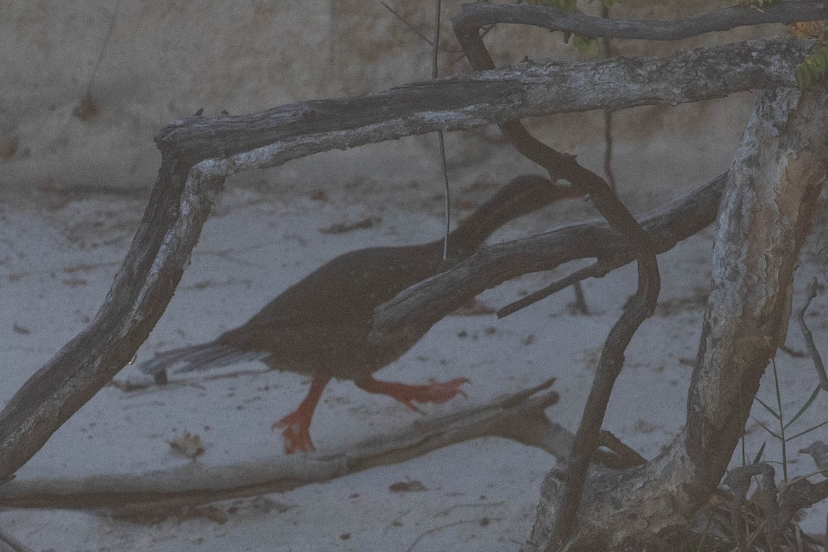 African Finfoot - ML643521763