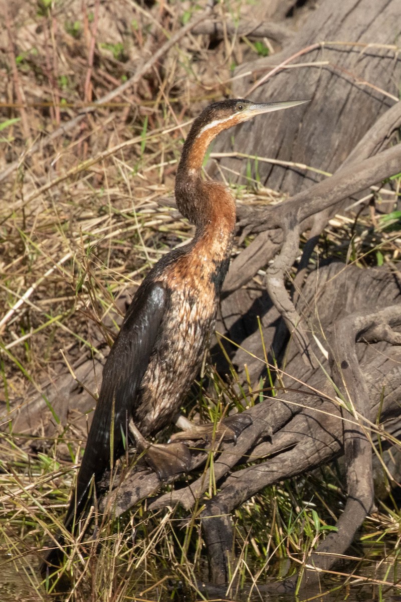 African Darter - ML643521769