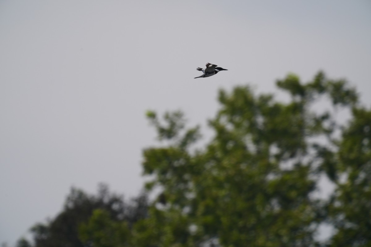 Belted Kingfisher - ML643521776
