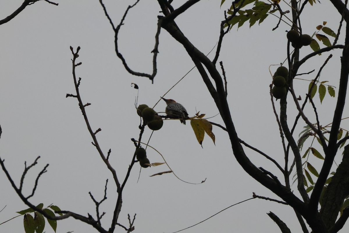 Red-bellied Woodpecker - ML643521782
